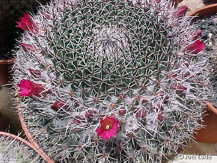 Mammillaria mystax atroflorens JLcoll.2525